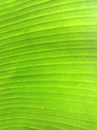 Full frame shot of palm leaves