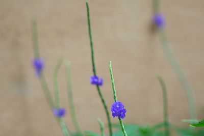 Close-up of purple flowering plant on field