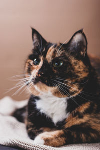 Portrait of the domestic tricolor cat lies on a knitted plaid, close-up, selective focus