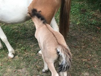 Horse on field