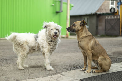 Dogs get to know each other. two stray dogs on street. animals are friends. pets without owners.