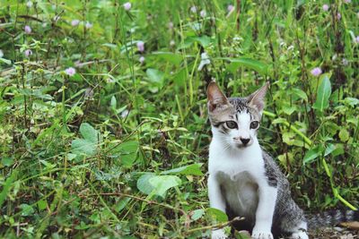 Portrait of cat sitting on grass