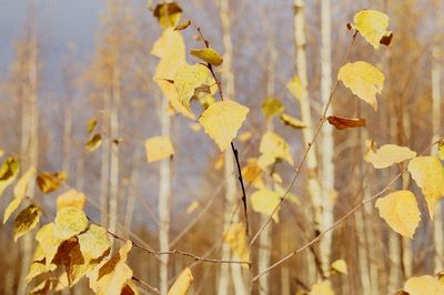 Close-up of yellow autumn leaf