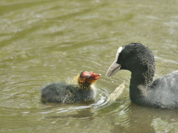 Close-up of duck swimming in lake