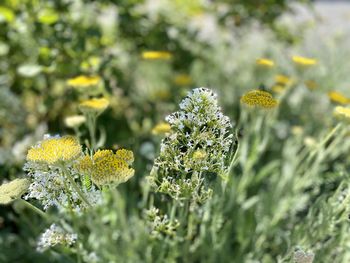 Close-up of yellow flowering plant on field