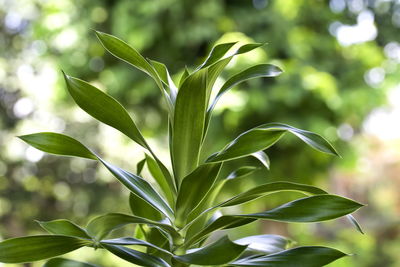 Close-up of fresh green plant