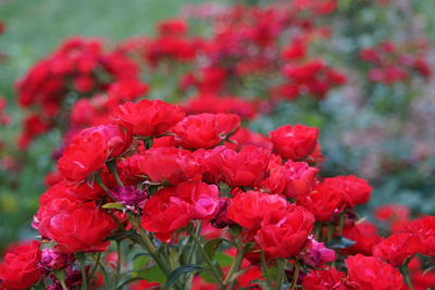 Close-up of red flowers