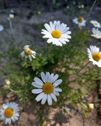 Close-up of white daisy flowers