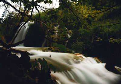 Blurred motion of trees growing in forest