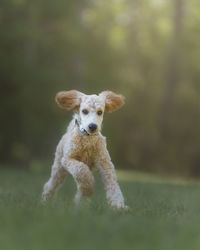 Portrait of dog running on field