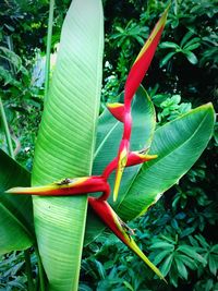 Close-up of lizard on plant