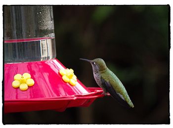 Close-up of bird perching on feeder