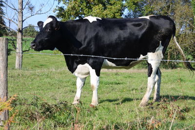 Cow standing in a field