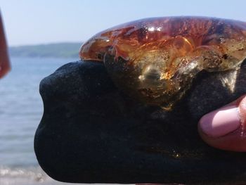 Close-up of a turtle in the sea