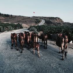 Herd of cows walking on country road