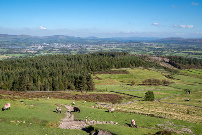 View of sheep on grassy field against sky