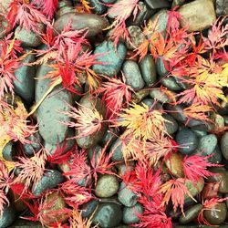 Close-up of vegetables for sale in market