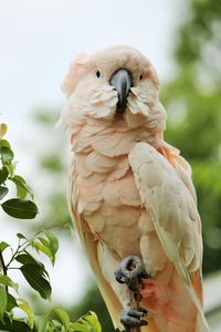 Low angle view of parrot perching on tree