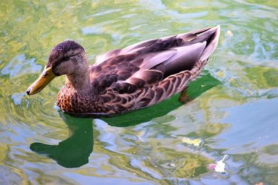 High angle view of mallard ducks swimming in lake