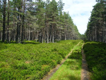 Scenic view of pine trees in forest against sky