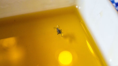 Close-up of fly on honey