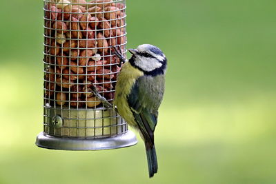 Close-up of bird perching on a feeder