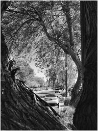 Cars on tree against sky