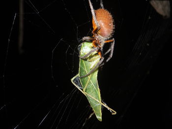 Close-up of spider on web against black background