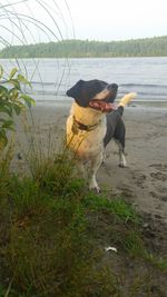 Dog standing at beach against sky