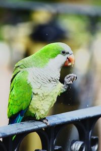 Close-up of parrot perching on metal railing