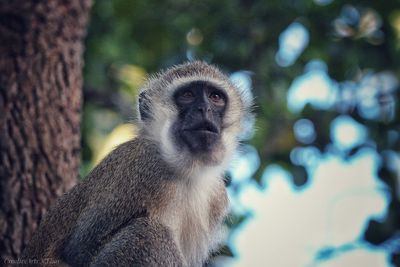 Monkey looking away against tree trunk