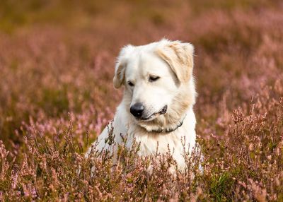 Dog running on field