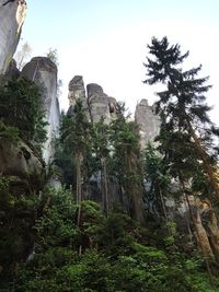 Low angle view of trees in forest against sky