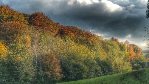 Close-up of fresh green tree against sky