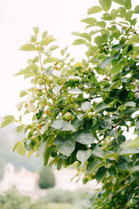 Close-up of white flowering plant