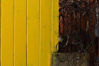 Close-up of bird on yellow wall