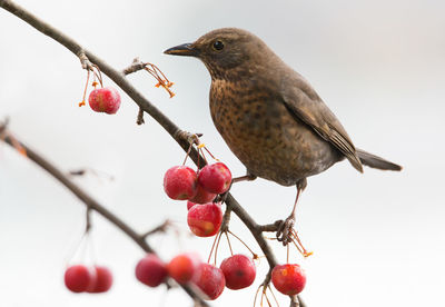 Female blackbird