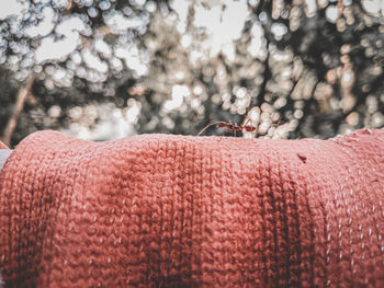 Close-up of hand against trees during winter