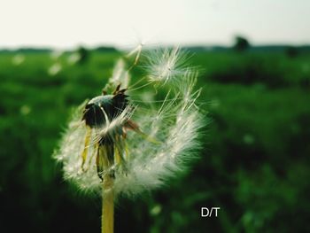 Close-up of dandelion flower