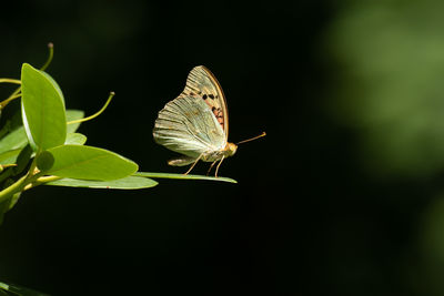 animal wildlife