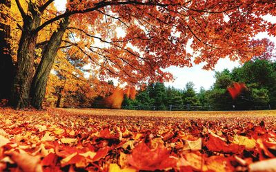 Autumn leaves on field against sky