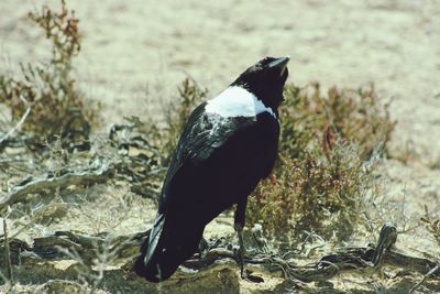 Close-up of bird perching on field