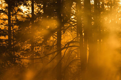 Sunlight streaming through trees in forest