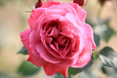 Close-up of pink rose