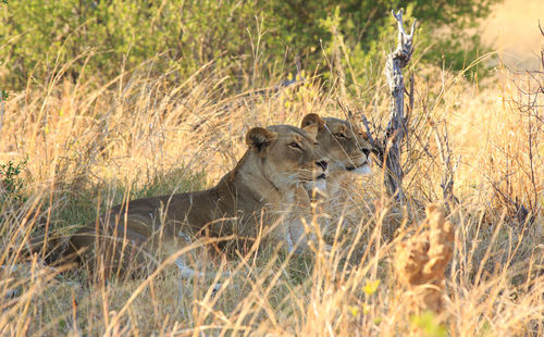 Lionesses on the prowl