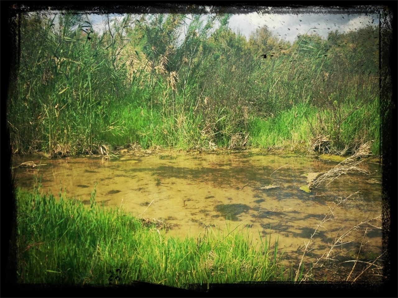 transfer print, grass, auto post production filter, tranquility, water, tranquil scene, growth, nature, beauty in nature, scenics, field, plant, tree, green color, landscape, day, outdoors, non urban scene, no people, non-urban scene