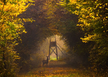 Empty road amidst trees