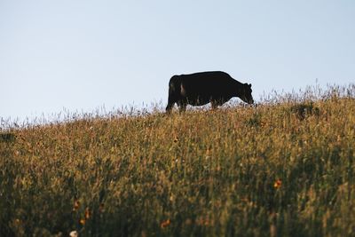 Sheep grazing on grassy field