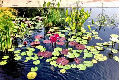 Close-up of lotus water lily in pond