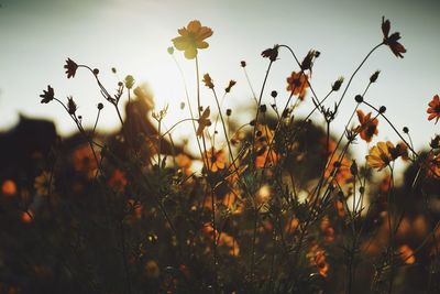 Close-up of flowering plants on field against sky